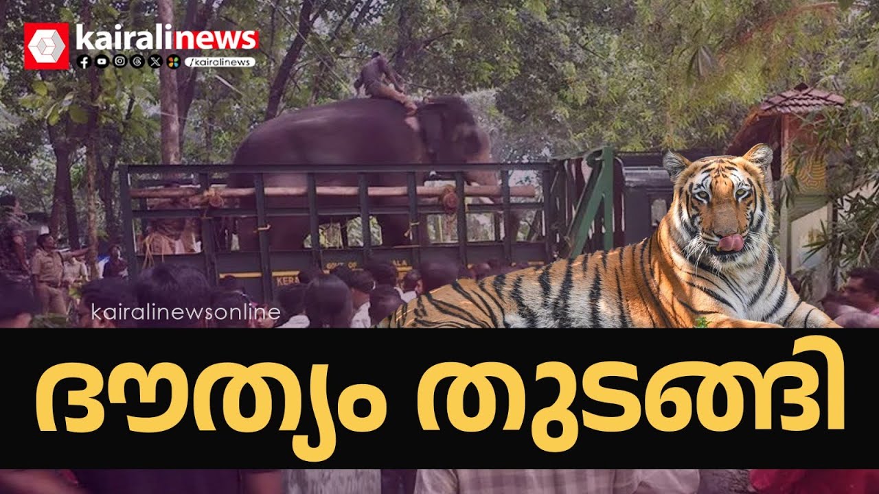 കടുവയെ കണ്ടെത്താൻ കൂടുതൽ ഡ്രോണുകൾ ഇറക്കുമെന്ന് ഡിഎഫ്ഒ | Kalikavu tiger attack