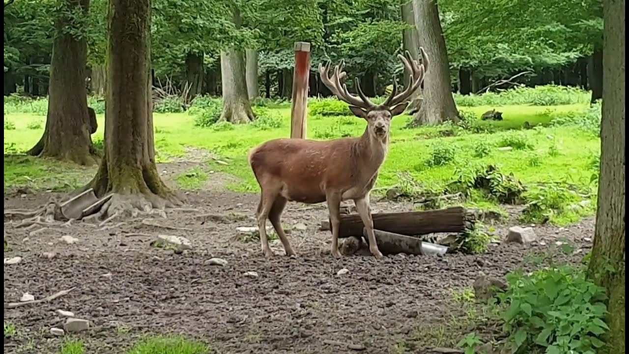 Im Wildpark Neuhaus