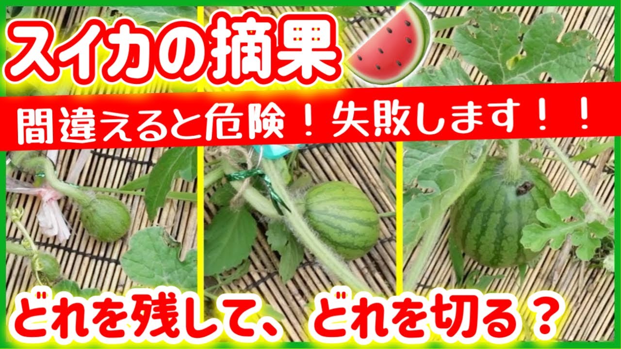 【スイカ栽培】スイカの摘果、間違えると危険！失敗します！　～みどりふぉLABO そばの庭～