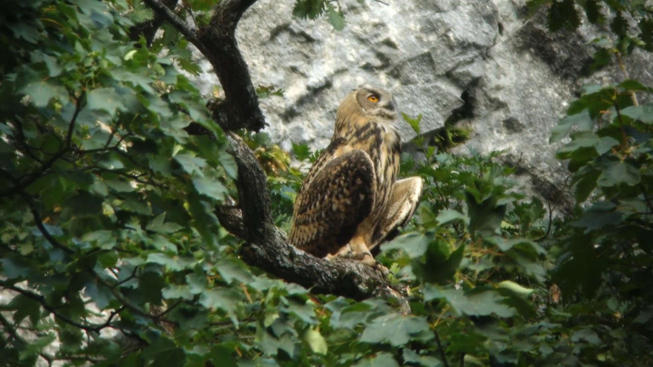 Petits Gds-Ducs, été 2018