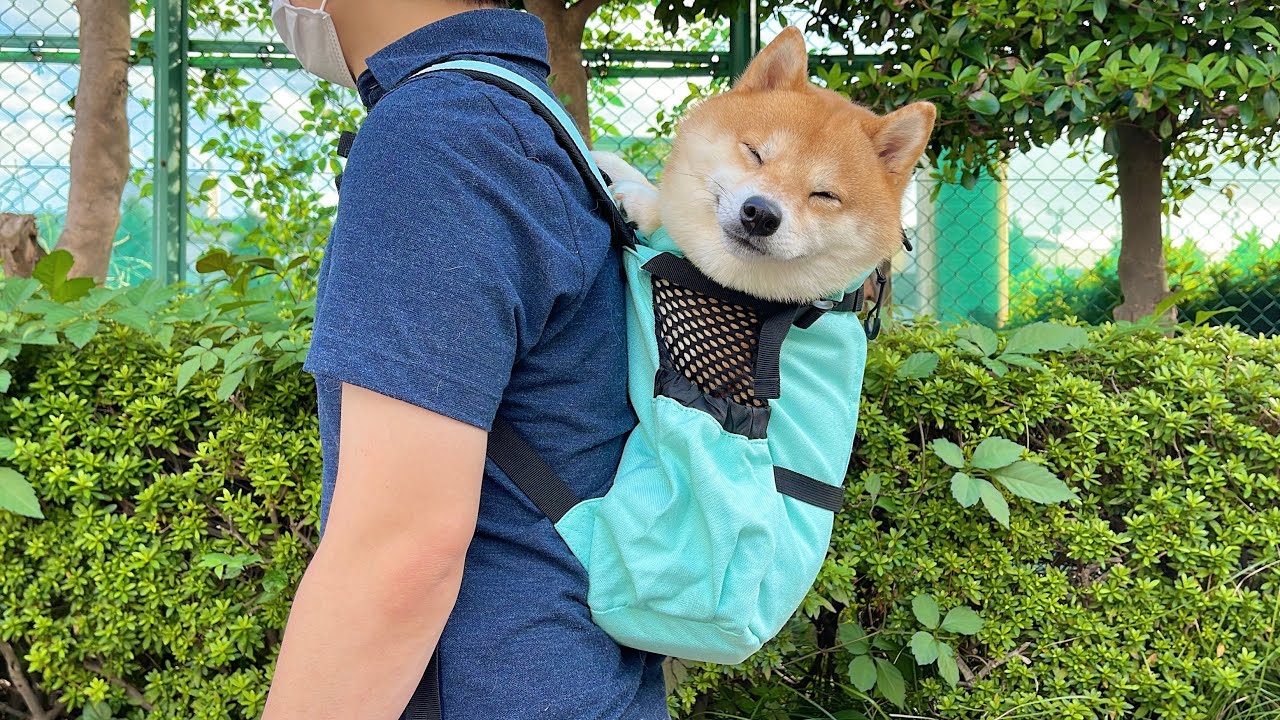 リュックにすっぽり収まり運ばれる豆柴が可愛すぎました....