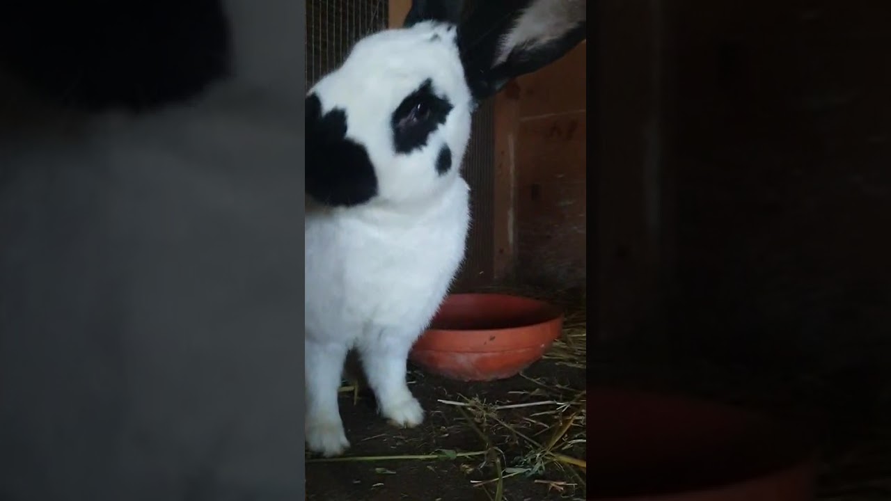 Rabbits 🐇Kunići 10.02.2026