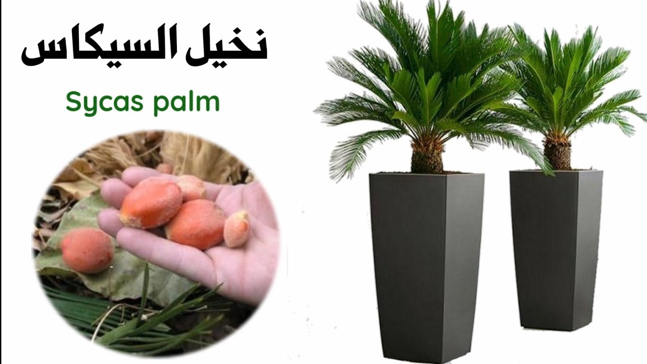 نخيل السايكس، العناية و الاكثار Cycas palm