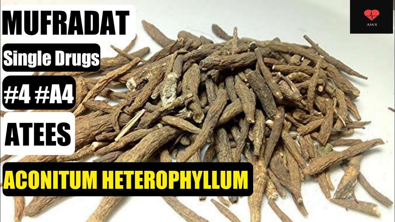 ATEES | आतिस से इलाज | MUFRADAT | ACONITUM HETEROPHYLLUM | BUMS 2nd Prof | Function | Full Details.