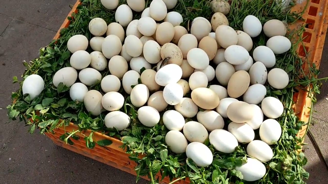 جولة في سوق الاحد للطيور بالداخلة 23/11/2025 مع عودة دجاجة الإيزابراون و ديوكها مع تحياتي للجميع 👍👍