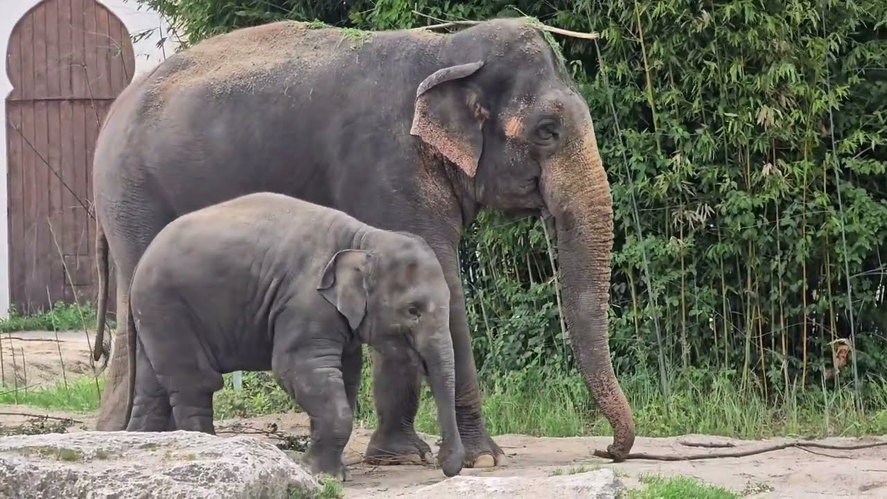 Elefant Gajendra & Family 🐘#tierparkhellabrunn #elefant #elefantenalltag
