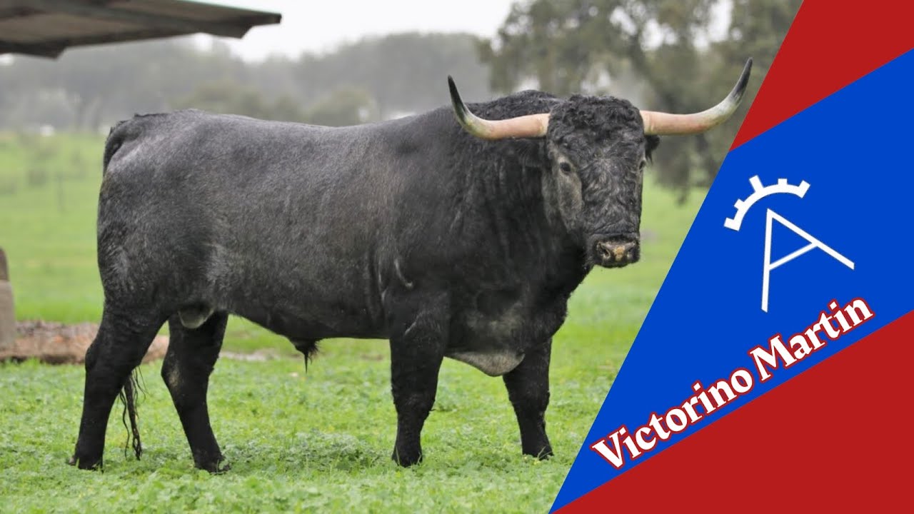 Gran Reportaje En La Ganaderia De Victorino Martin