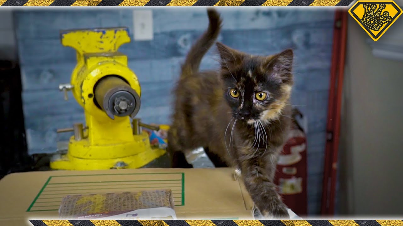 Do These Cat Hacks Actually Work?