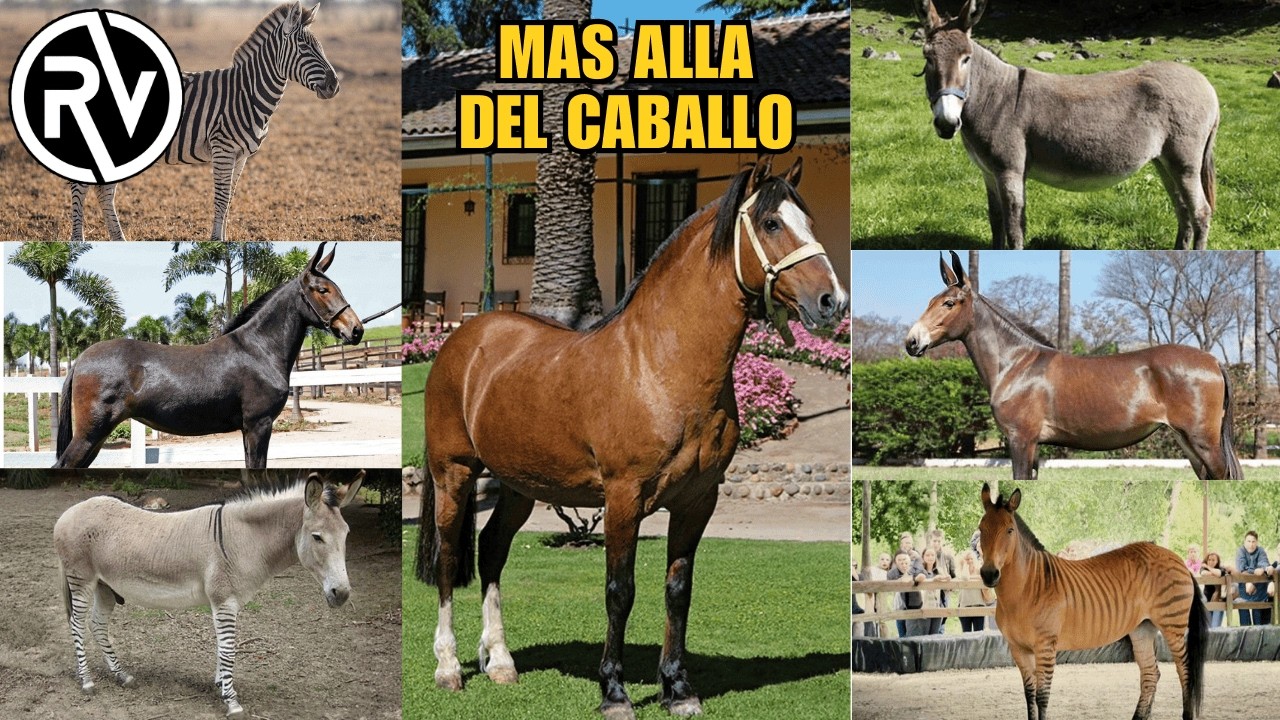 Explorando la familia equina: Mas que solo caballos