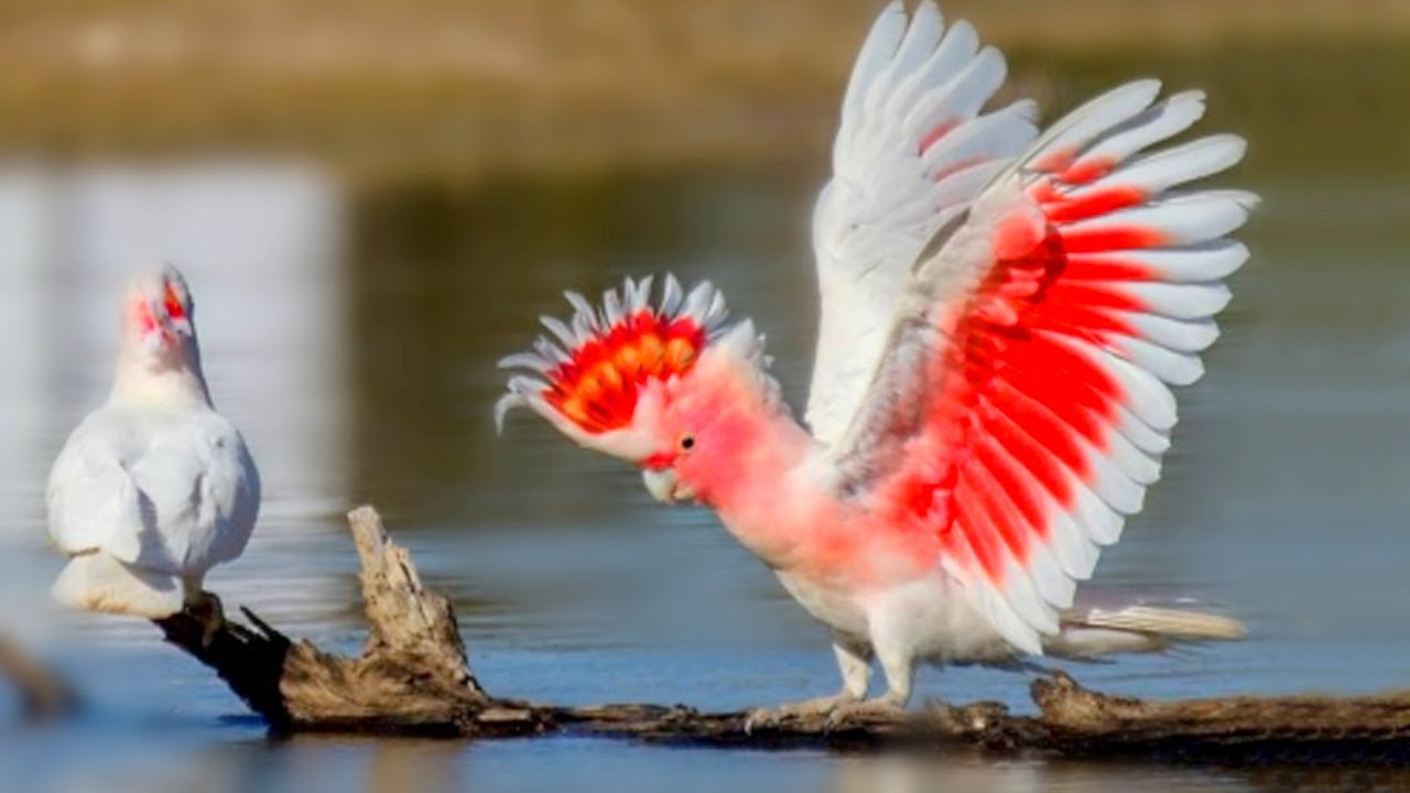 Top 10 Cockatoo Bird On Planet Earth | Rare Cockatoo Bird You Won't Believe Exist | Exotic Cockatoo