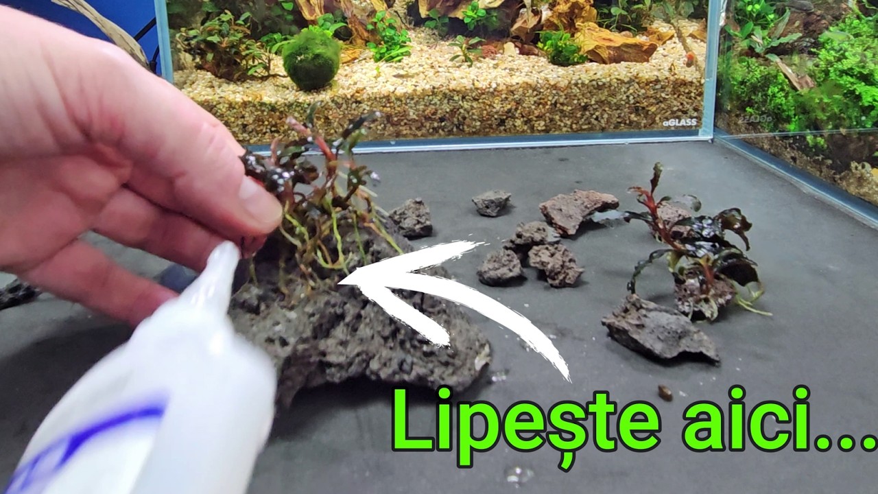 P2 Creste Bucephalandra SIGUR! Cum putem lipi roci și lemne ca să facem un hardscape?
