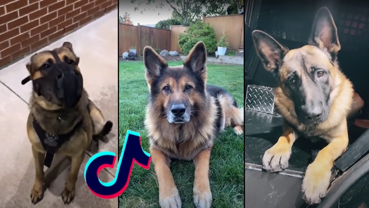 K9 Police Dog Compilation!