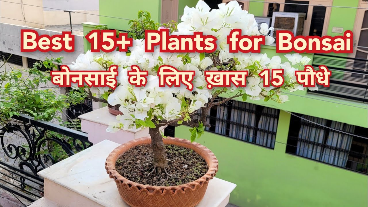 Best 15 plants for bonsai names, बोनसाई के लिए 15 ख़ास पौधों के नाम, My bonsai collection