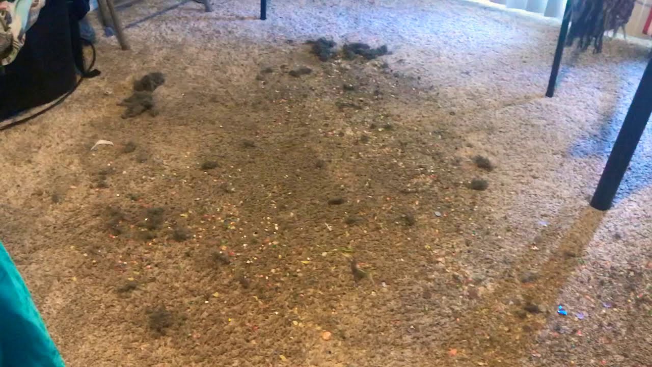 Big Mess‼️ (half slow vacuuming, half fast) ..🔥