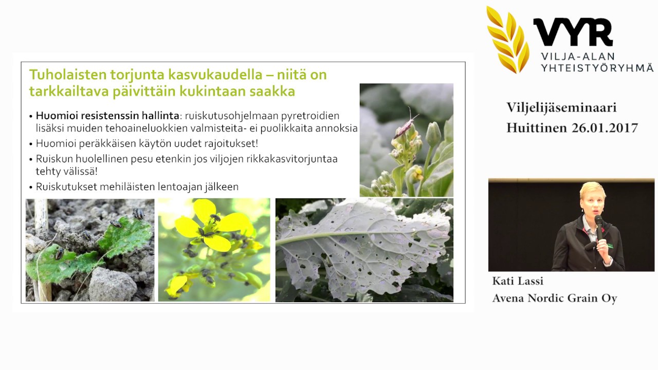Öljykasvit nosteessa - vinkkejä viljelyyn, Kati Lassi, Avena Nordic Grain Oy