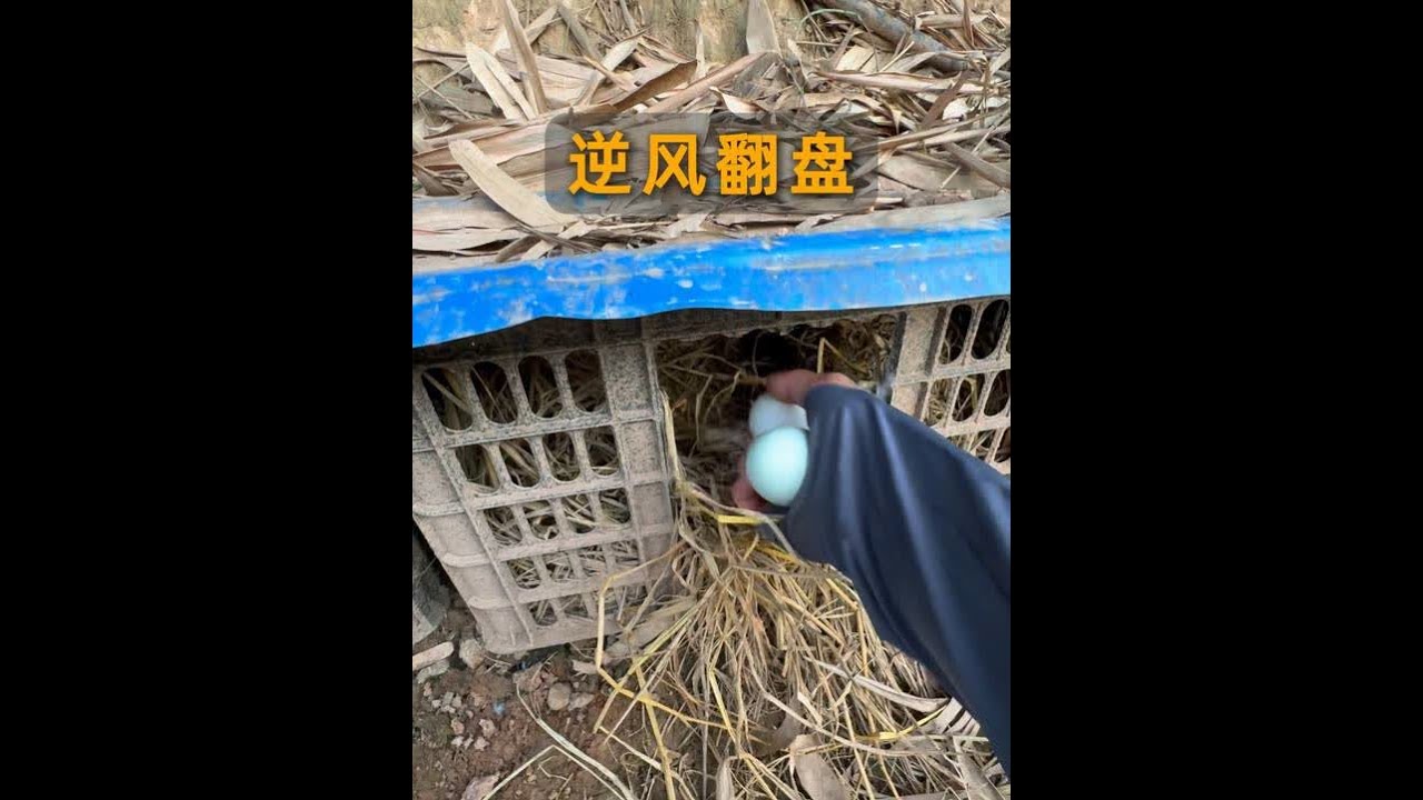 假如饿了三天，正好迷路到养鸡场 #三农流量扶持计划 #捡蛋 #治愈