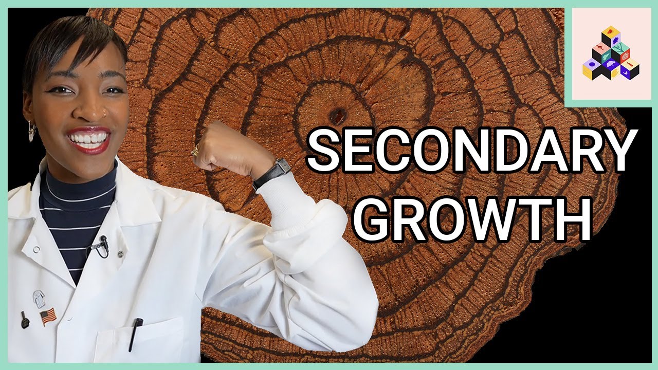 Secondary Growth Anatomy | Build a Plant Episode 3