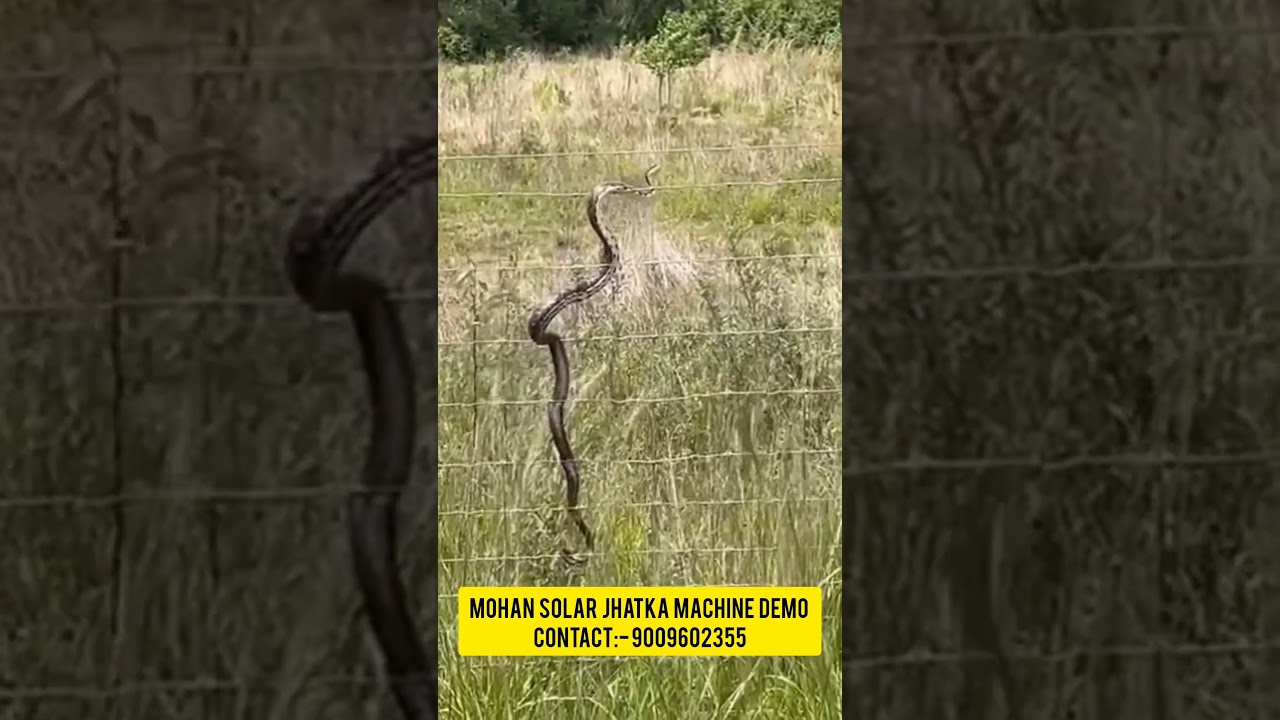 झटका मशीन पे सांप 😱🐍 || #jhatkamachine #agricultureindia #animals #mohansolarjhatkamachine