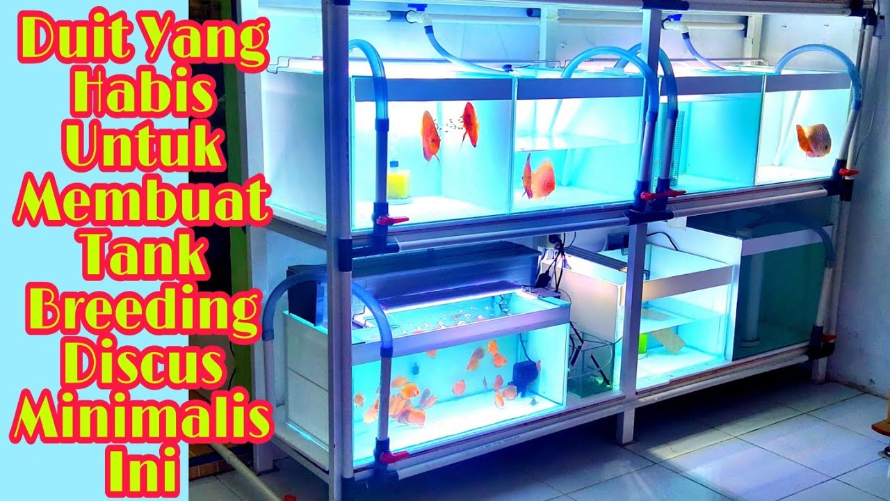 Total Dana Pembuatan Tank Breeding Ikan Discus Minimalis