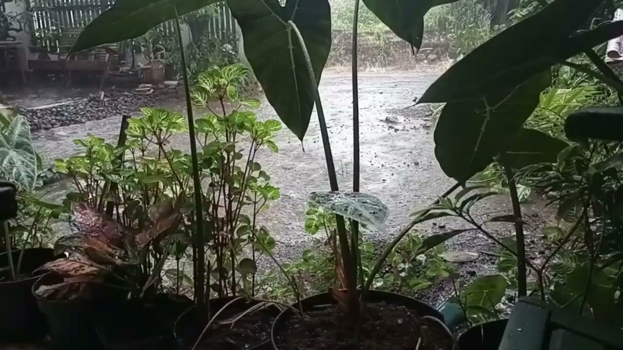Rain Sounds