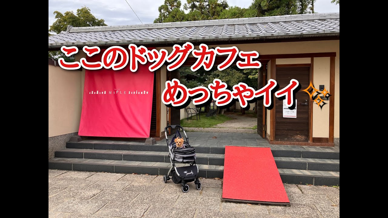 クチコミが多いドッグカフェに行ってみたら…