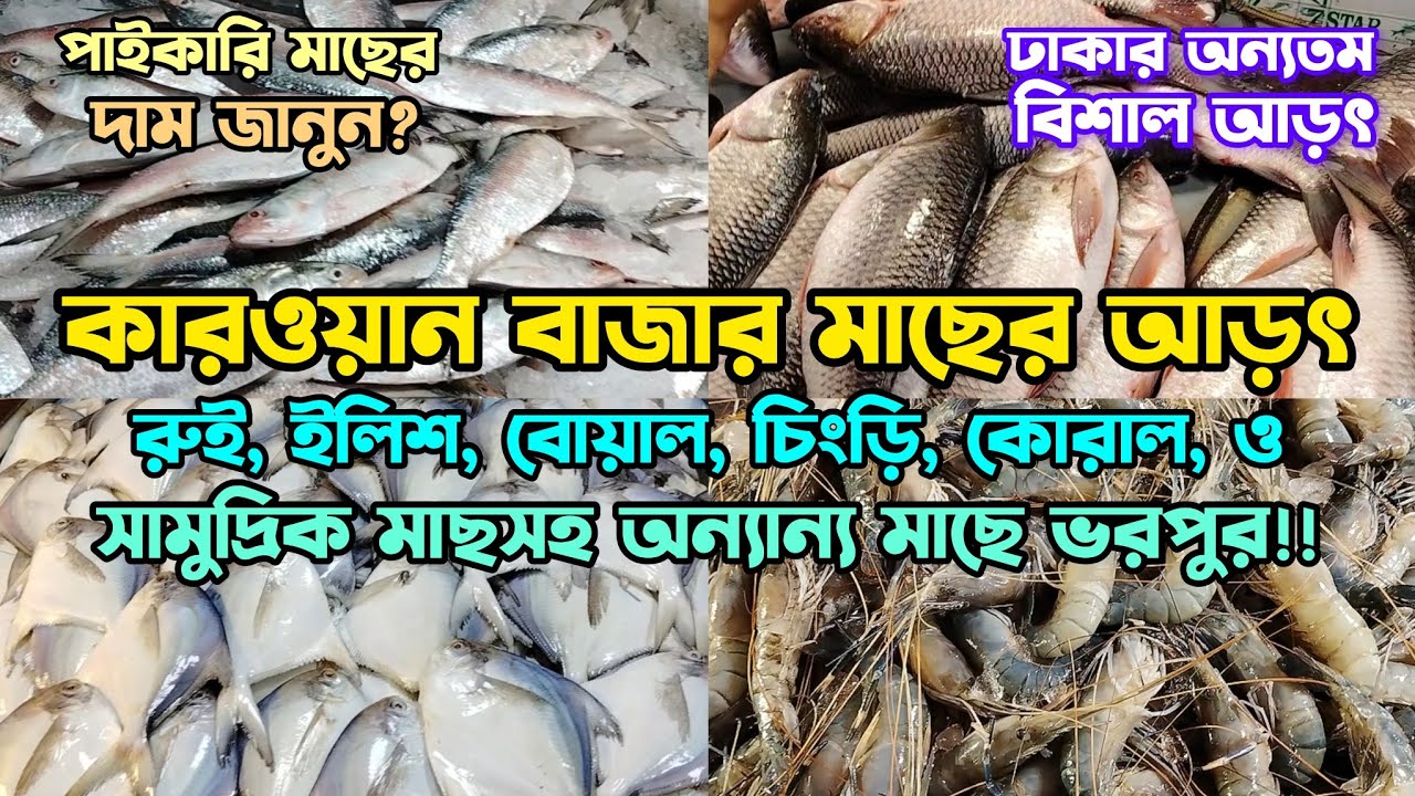 কারওয়ান বাজার মাছের আড়ৎ | বিশাল পাইকারি ও খুচরা মাছের সমাহার | মাছের সরবরাহ ও বর্তমান দাম জানুন?