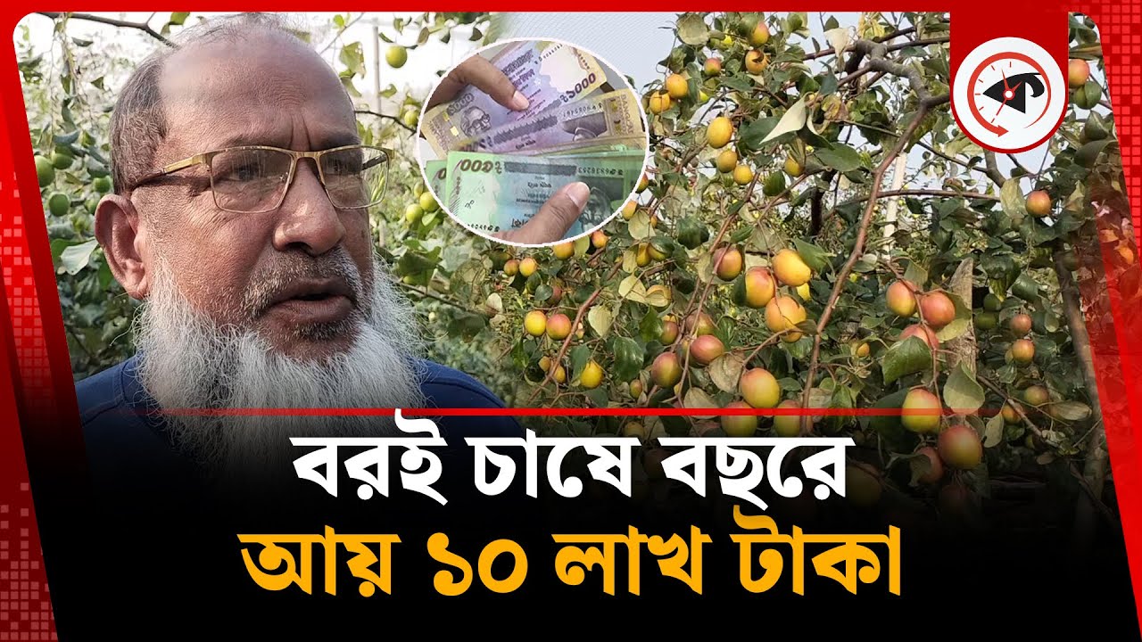 বরই চাষ করে বছরে ১০ লাখ টাকা আয় | Plum Cultivation | Agriculture News | Khagrachari | Kalbela