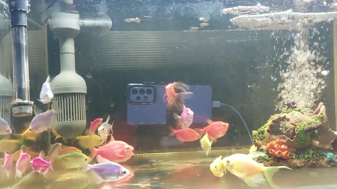 Relaxing Aquarium Fish Tank Sounds no music