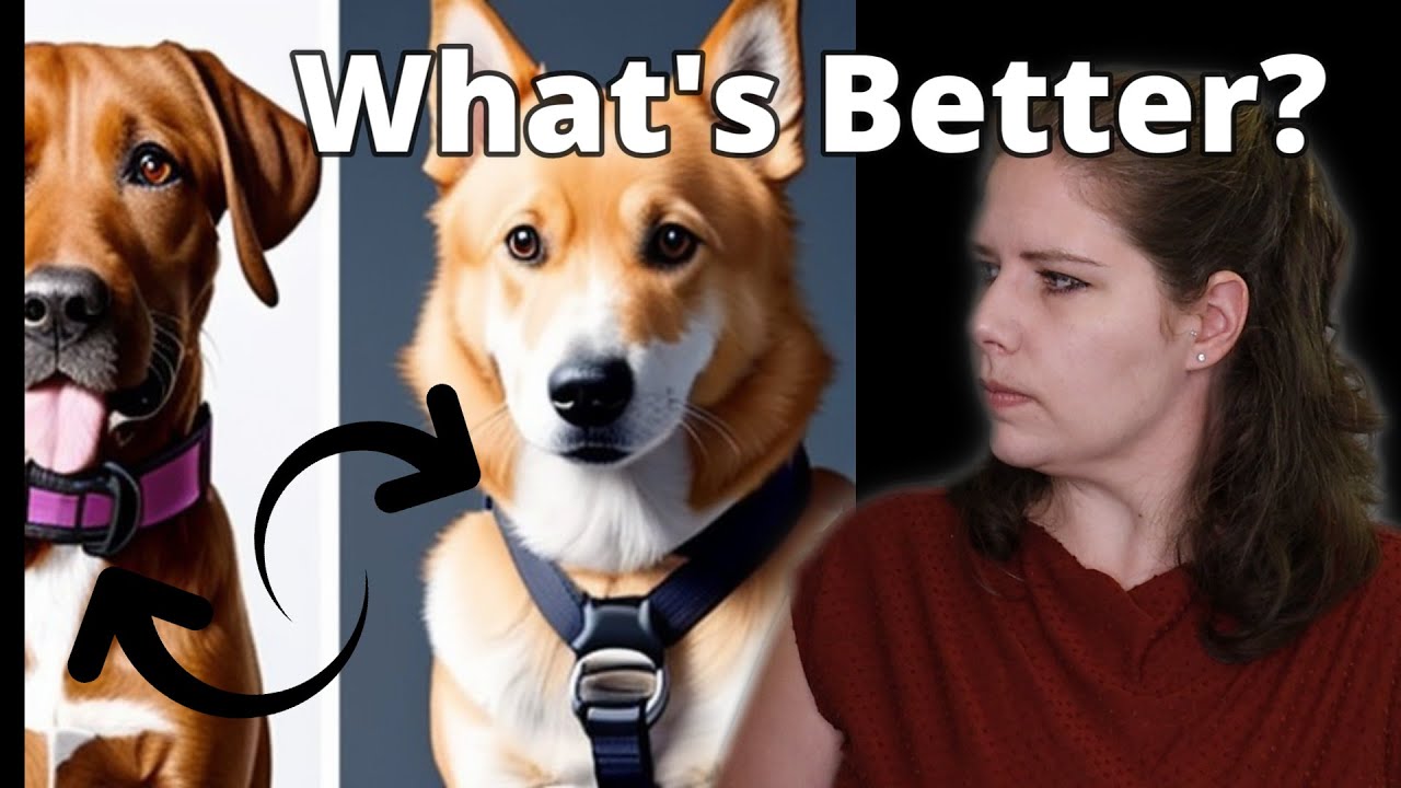 The Truth About Flat Collars Vs Harnesses | A Veterinarian Explains