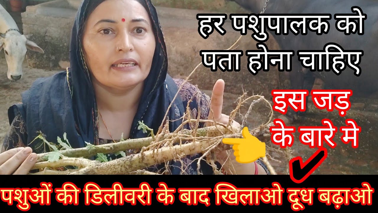 दूध 🥛 कैसे बढेगा ?👉सभी पशुपालक जान ले डिलिवरी के बाद बच्चेदानी मे इन्फेक्शन फ्री मे घरेलू उपचार ✅💯||