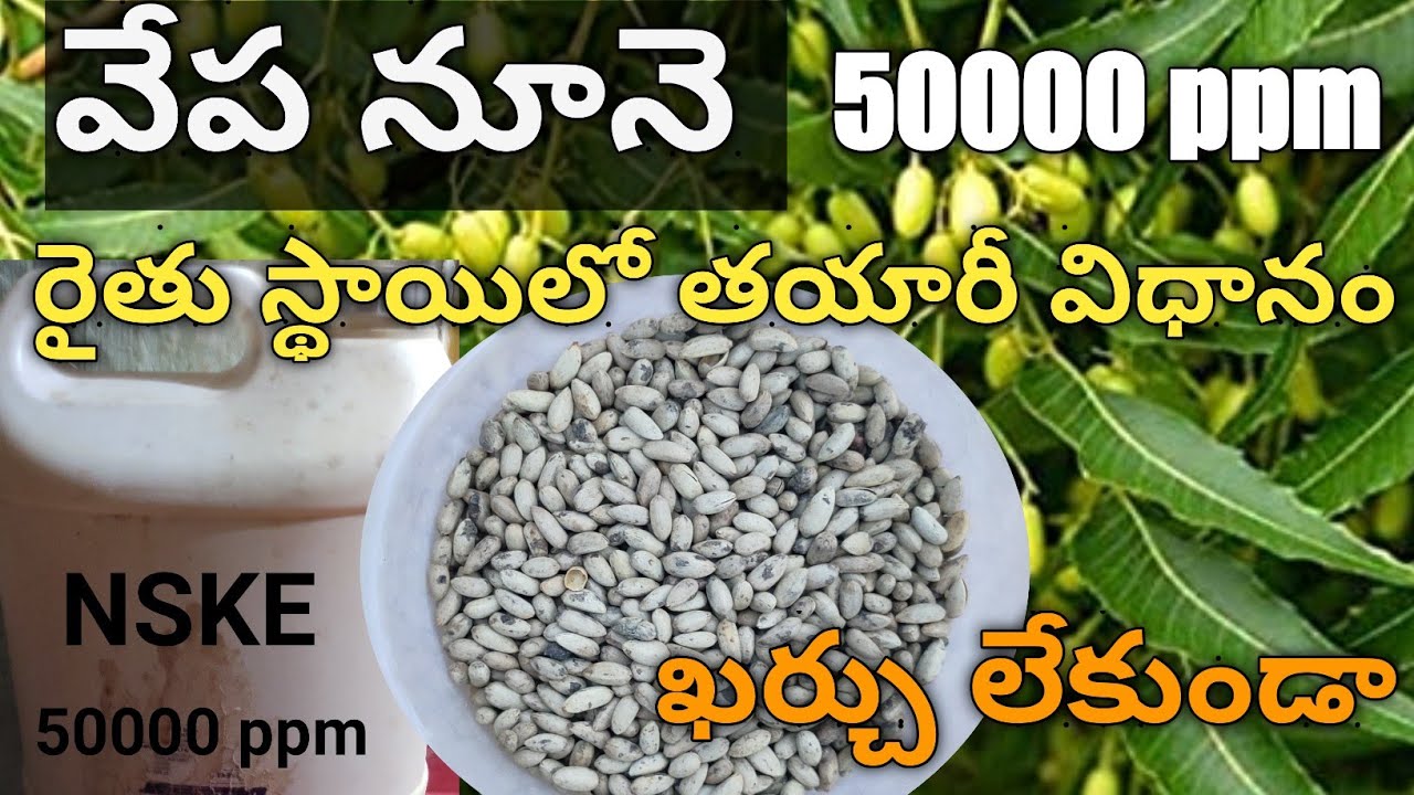 రైతు స్థాయి లో వేప నూనె తయారీ# NSKE 50000 PPM # ప్రయోజనాలు #వాడవాలిసిన విధానం@BB agriclture telugu