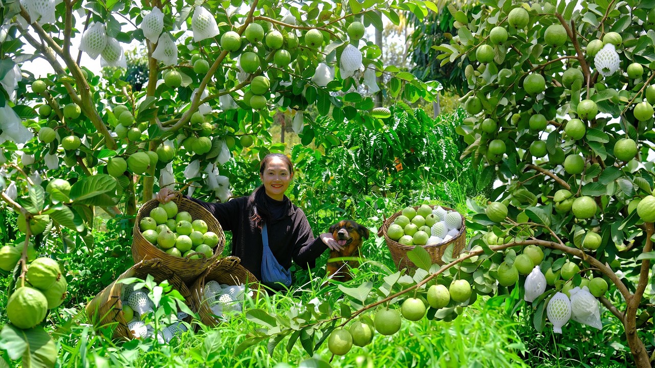 Harvesting Guavas Goes To Market Sell - Picking Chilies To Make Extra Spicy Chili Salt - Daily Life
