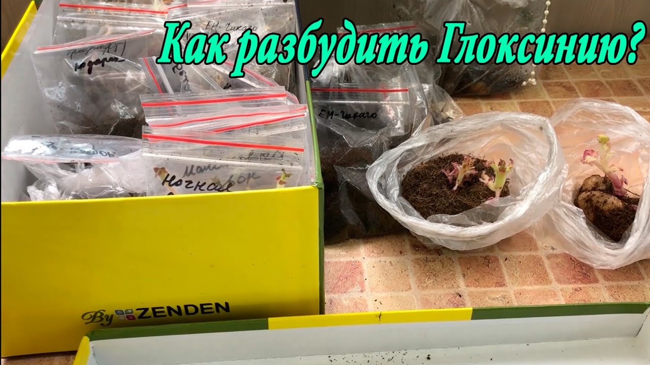 Не просыпается глоксиния. Как разбудить клубень глоксинии?