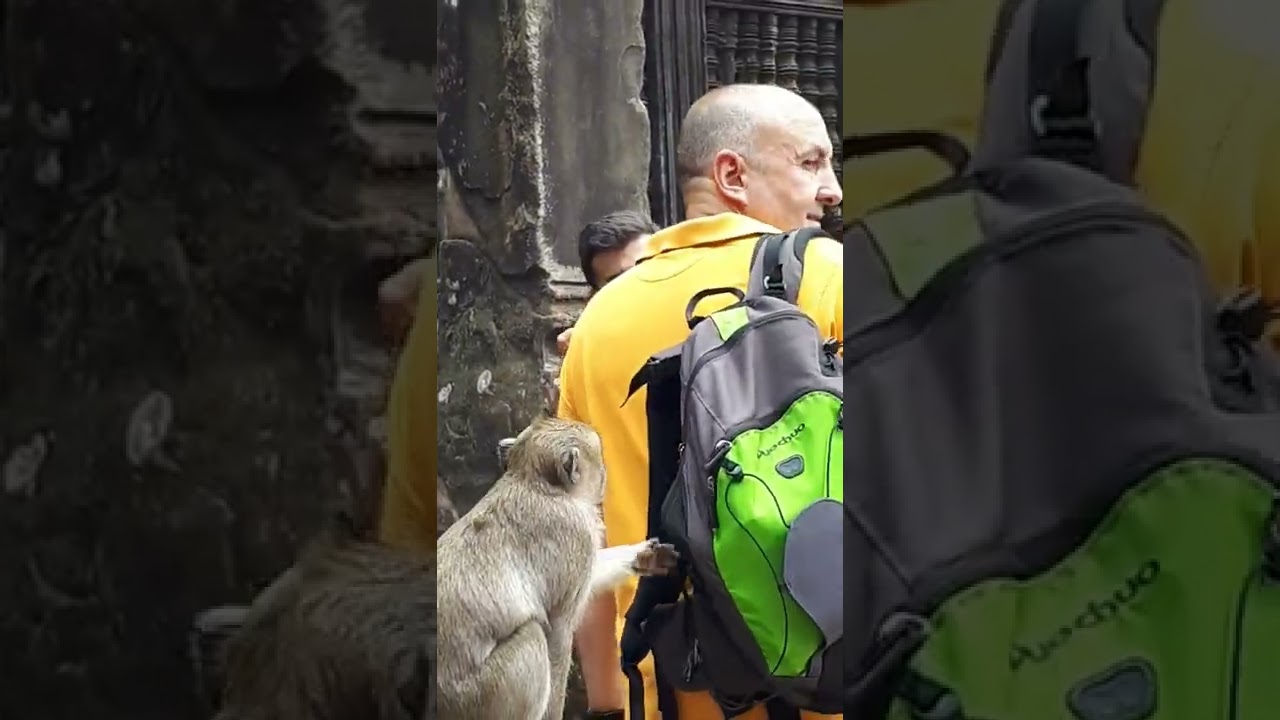 When in Cambodia ...Monkeys in Angkor Wat