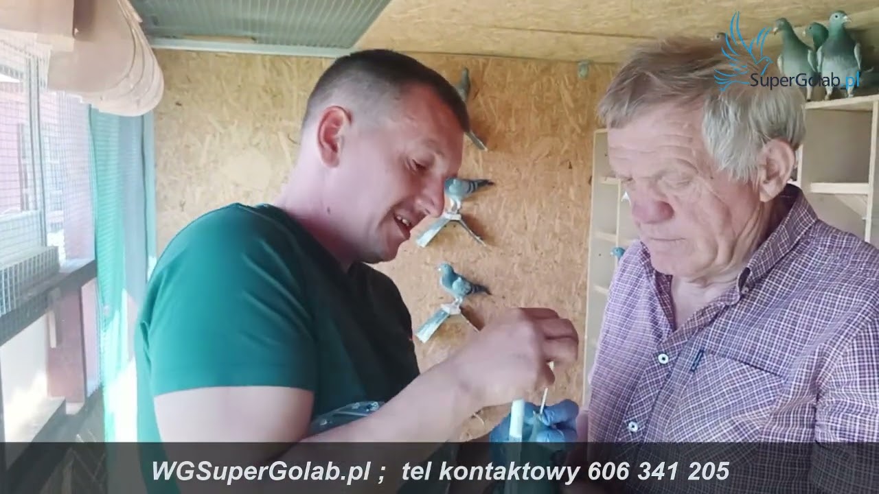 WG SUPER GOŁĄB   badania gołębi