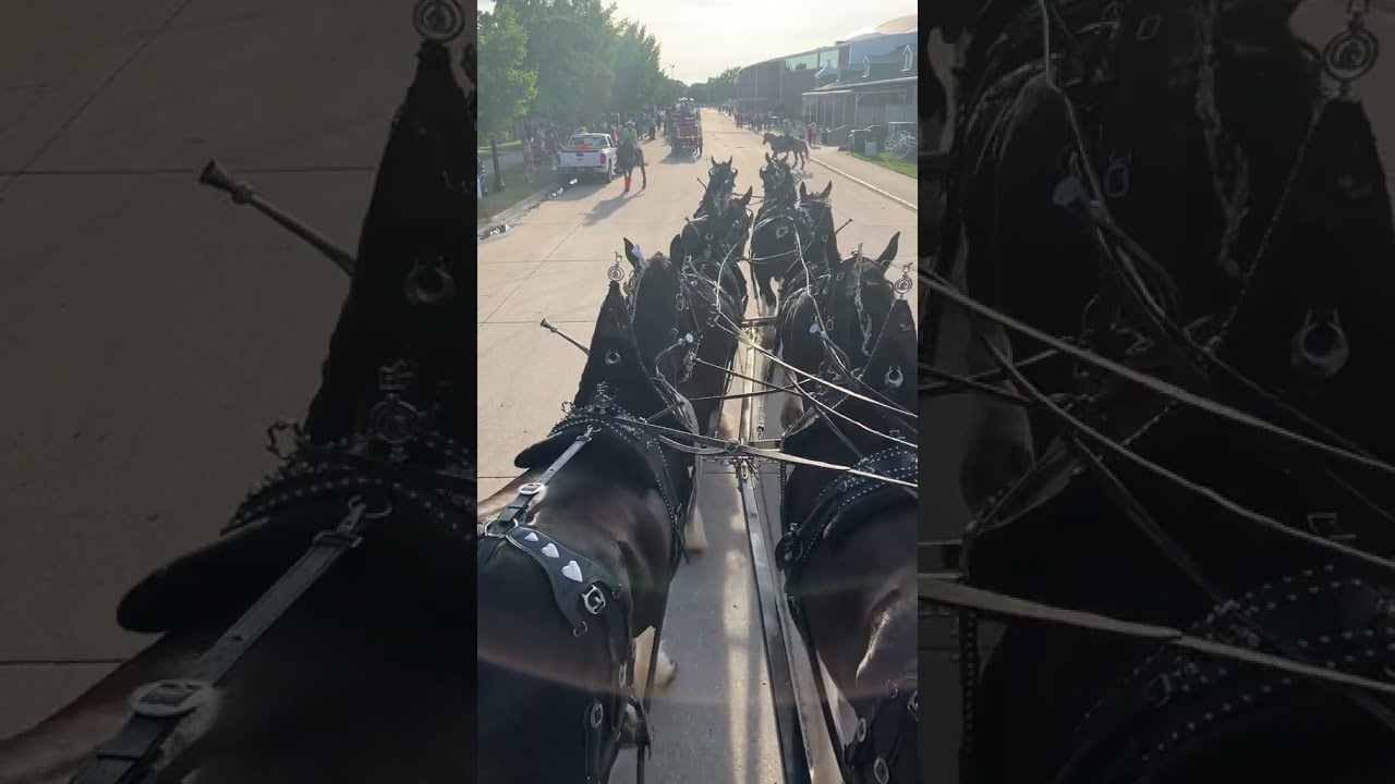 Guy drives a team of six draft horses in a parade!