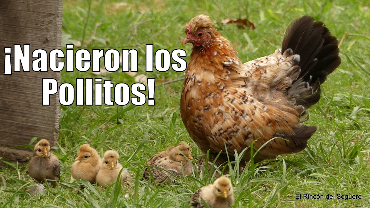 No Vas a Creer D&Oacute;NDE Nuestra Gallina Pigmea 🐔 Tuvo Sus Pollitos 🐣 (Consejos y Curiosidades)