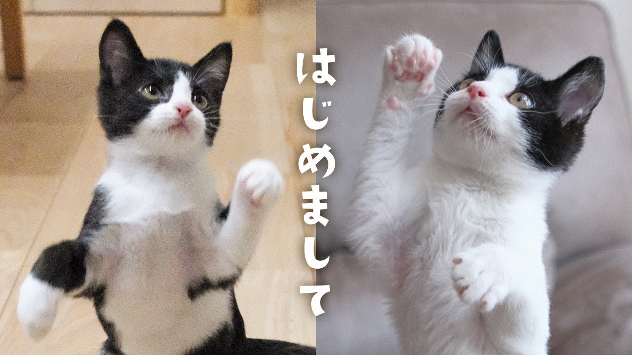 保護猫の兄弟がやってきた！お迎え初日なのに自由すぎる子猫たち