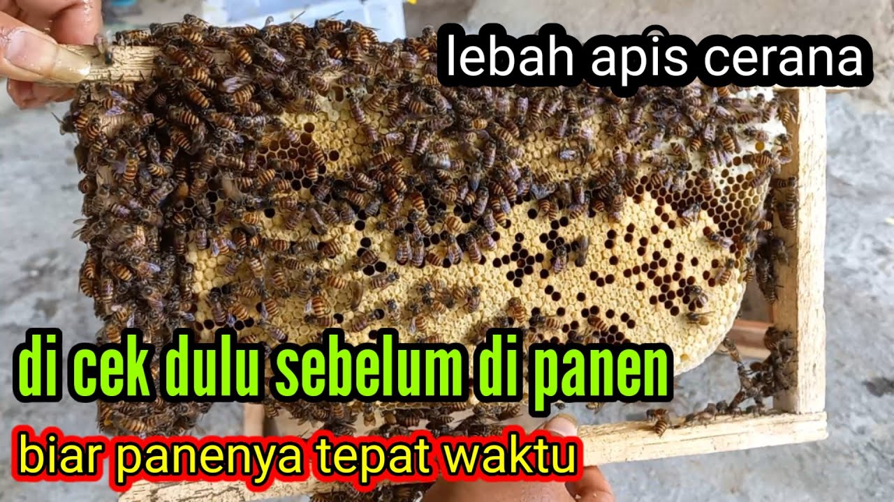 waktu yg tepat untuk panen madu apis cerana. #lebah #apiscerana #bee