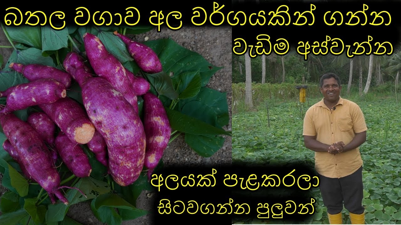බතල වගාව  ඔබේ ගෙවත්තටත් බතල වගාවක් එකතුකරගන්න How to grow sweet potatoes in the garden