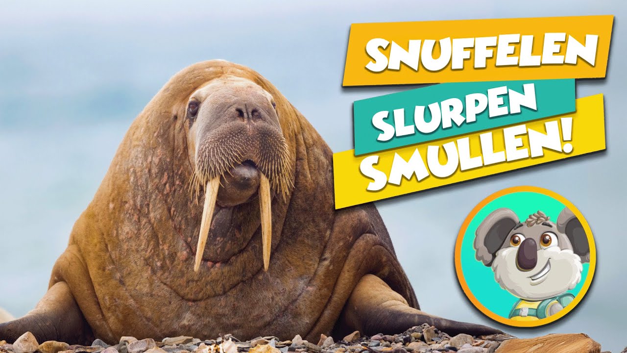 Nr. 2 - Deze WALRUS Zuigt 6000 Schelpen per Dag Leeg!? - Dieren Leren met KIT