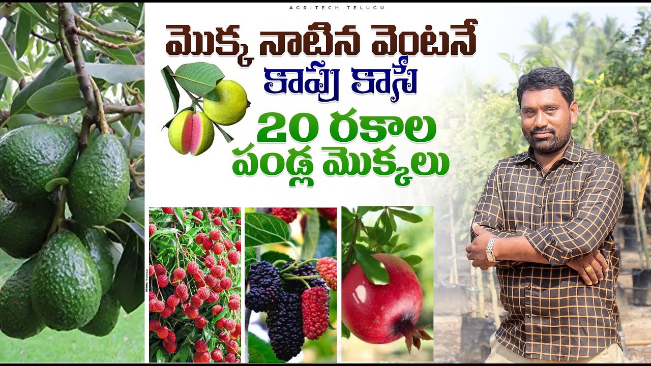 నాటిన దెగ్గర నుండి కాపుకు వచ్చే పండ్ల మొక్కలు | Ready to Yield Fruit Plants  | AgriTech Telugu
