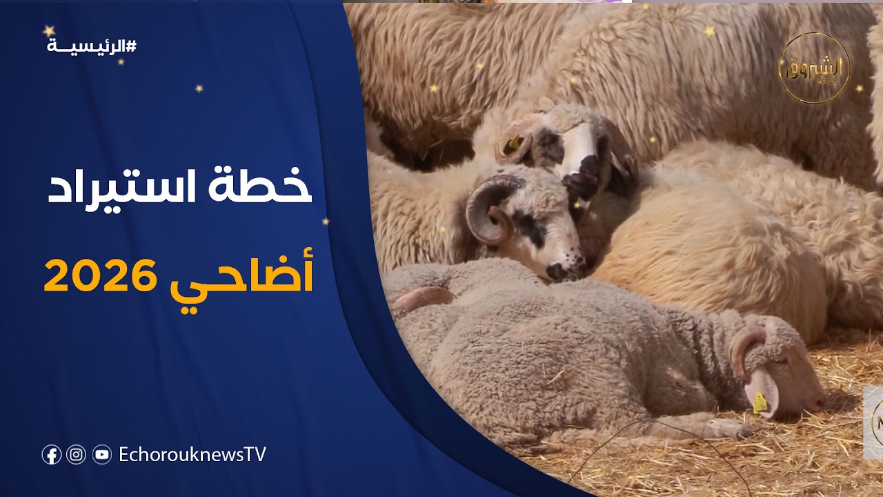 من دروس السنة الماضية .. استيراد مبكر وتوسيع قائمة الدول الموردة لتأمين أضاحي عيد 2026