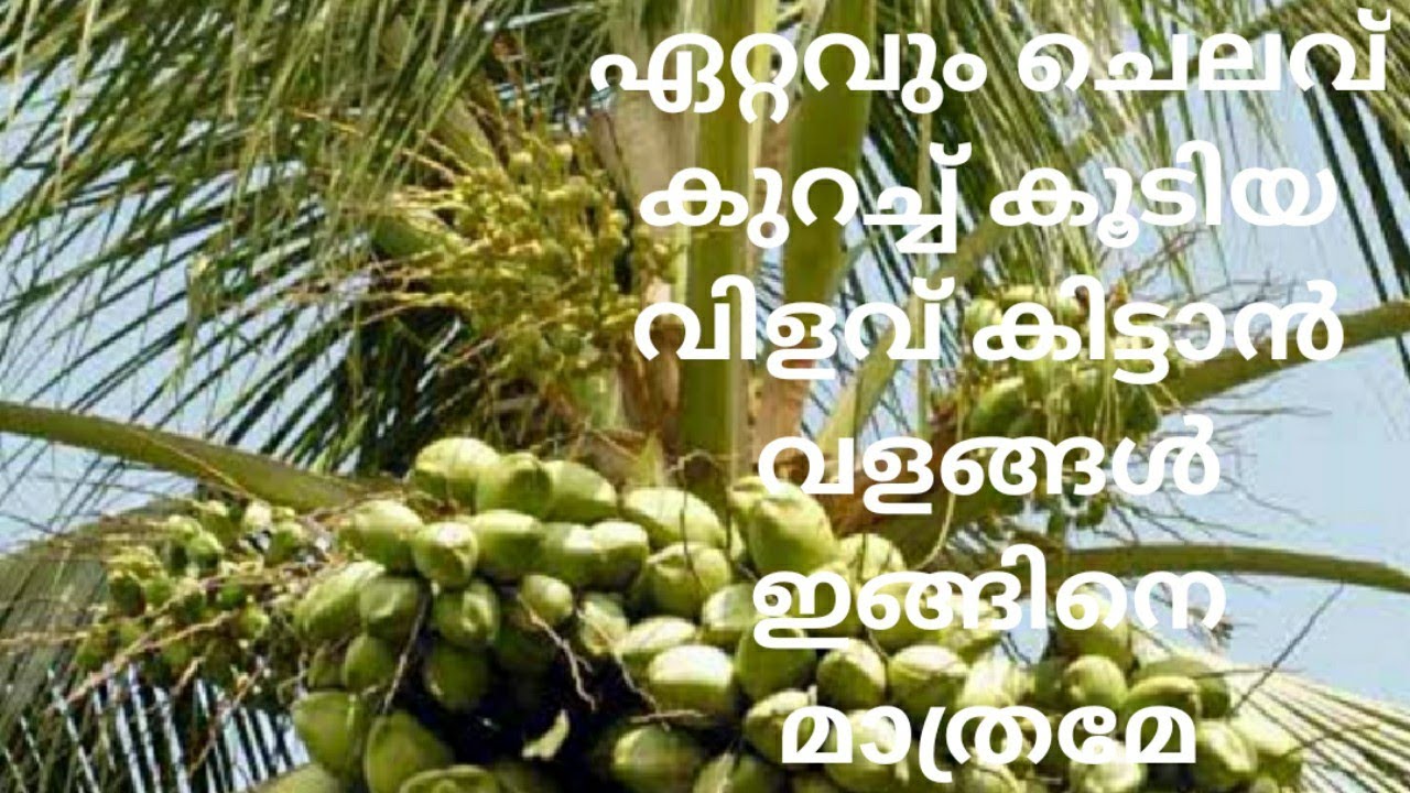 ഏറ്റവും കുറഞ്ഞ ചെലവിൽ കൂടിയ വിളവ് കിട്ടാൻ വളങ്ങൾ ഇങ്ങിനെ മാത്രമേ ചേർക്കാവു # namukkumkrishicheyyam