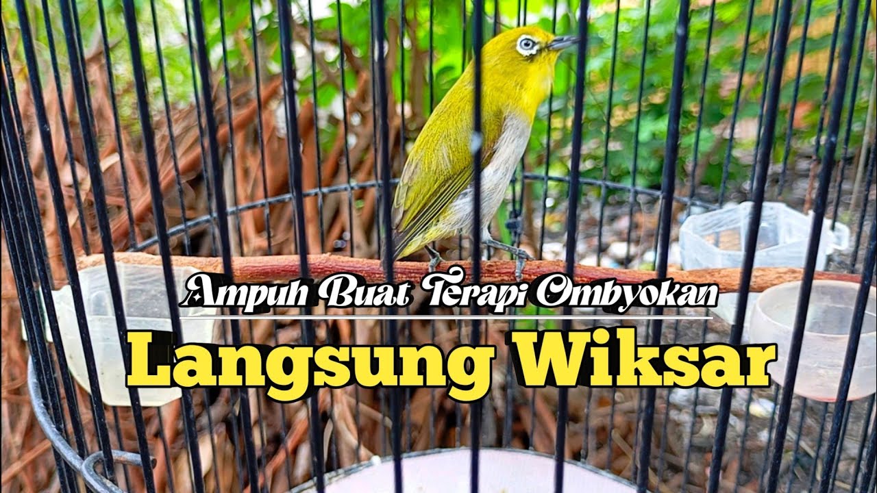 AMPUH SEKALI ‼️ Terapi Pleci Ombyokan Agar Ngeriwik Kasar 