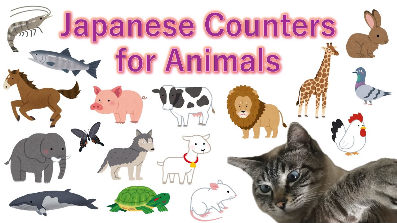 How to Count Animals in Japanese ~ Learn Japanese with Toby ~ #Japanese #animals #counter