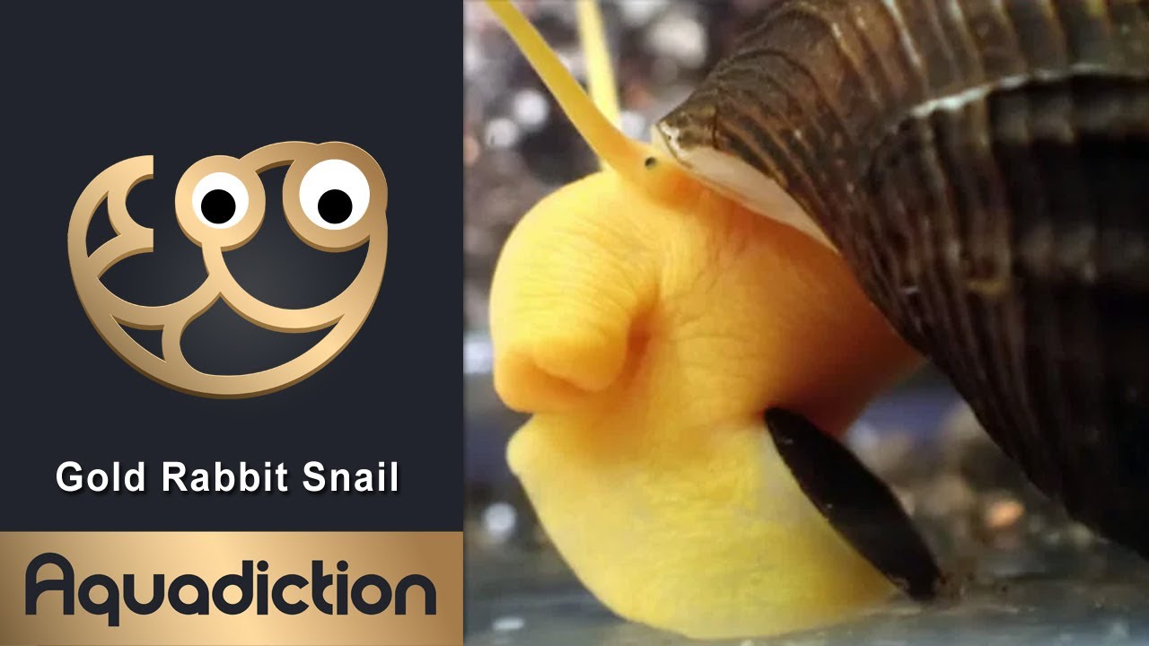 Gold Rabbit Snail - Aquarium Snails