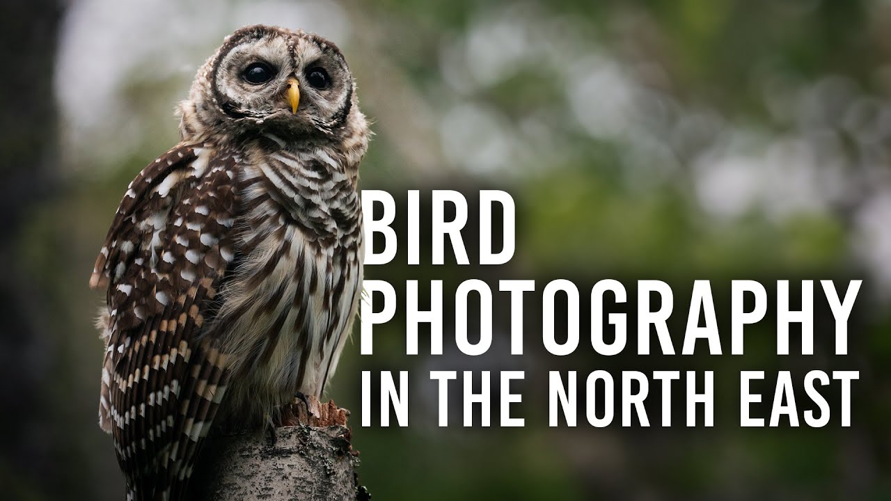 The Art of Bird Photography: Why it Matters