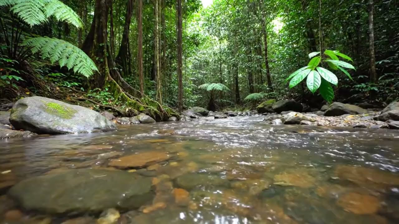 Gentle Forest River Sounds 🌿 Flowing Water in a Remote Forest for Rest, Relaxation & Sleep