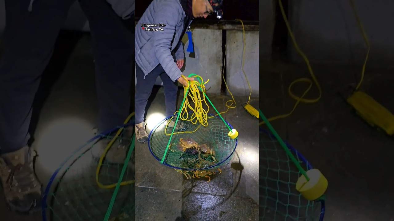 Dungess Crab catch in hoop net trap #dungenesscrab #crab #crabbing #shortsvideo #shorts #fishing